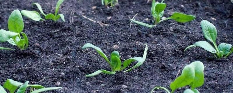 草木灰与铵态氮肥为什么不能混合 草木灰和铵态氮肥不能混用的原因方程式