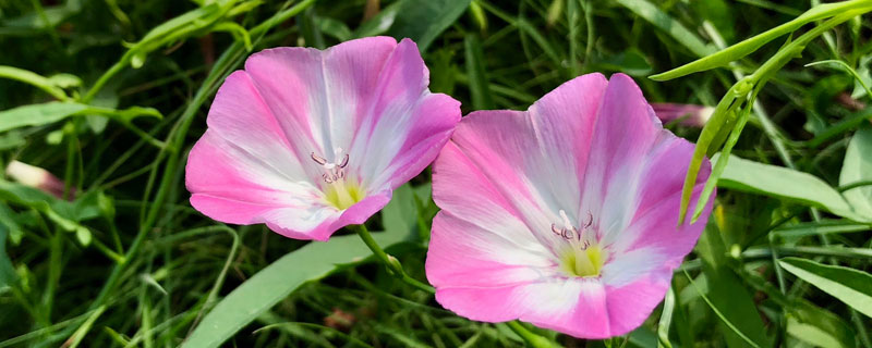 田旋花根除的除草剂 花生田田旋花用什么除草剂