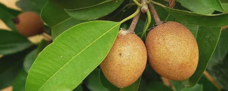 人心果树苗适合哪些地方种植 人心果树适合北方种植吗