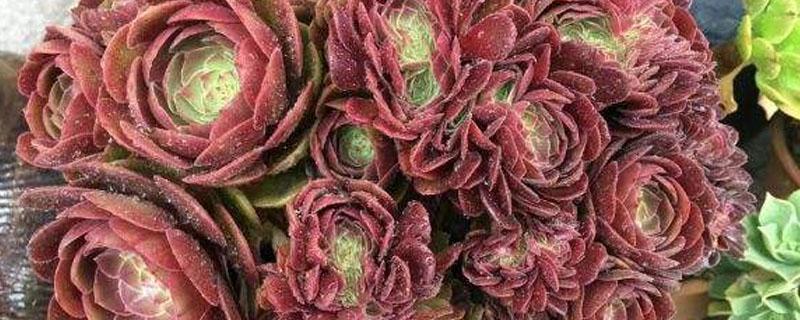 万圣节法师的养殖方法和注意事项