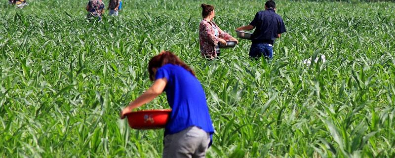 氯化钾是复合肥吗（氯酸钾是复合肥吗）
