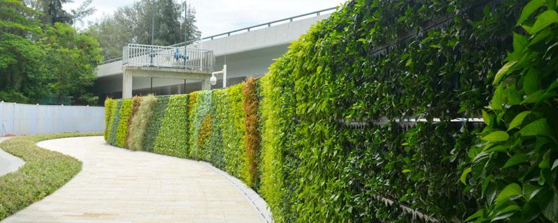 适合做围墙的苗木(适合做围墙的灌木)