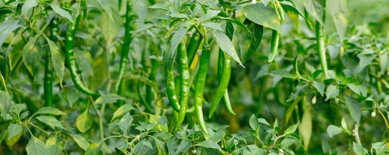 辣椒种植的株距和行距是多少 种植辣椒株行距一般是多少