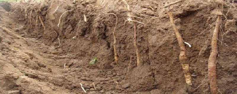 山药膨大素几月份打药（山药膨大素什么时候打）