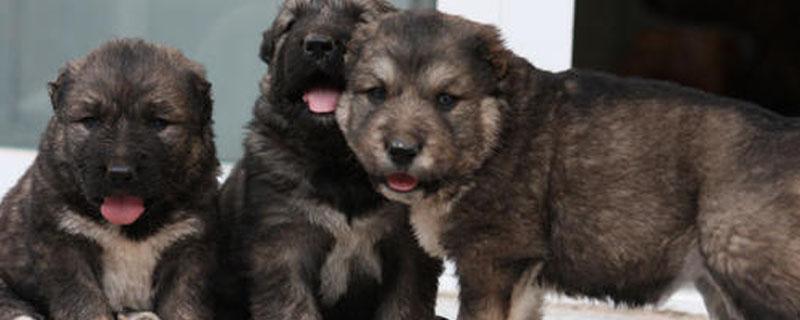 养殖肉狗为什么亏本（肉狗养殖是骗局,根本不存在所谓的肉狗养殖）