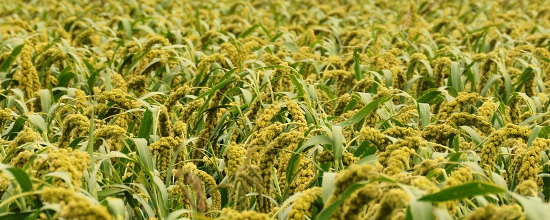 金苗k1谷子高产吗 金苗k1谷亩产