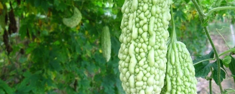 苦瓜蔓枯病怎样治疗 苦瓜枯萎病防治方法