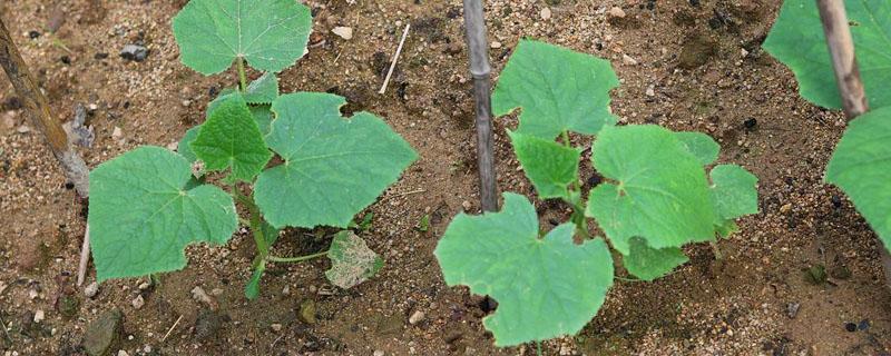 菜苗发黄什么原因?有什么方法补救?