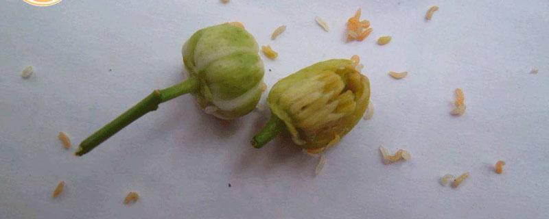 花蕾蛆用什么农药 啶虫脒防治花蕾蛆效果好吗
