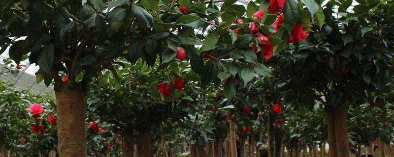 嫁接树苗多久能拆薄膜 嫁接苗的膜什么时候拆