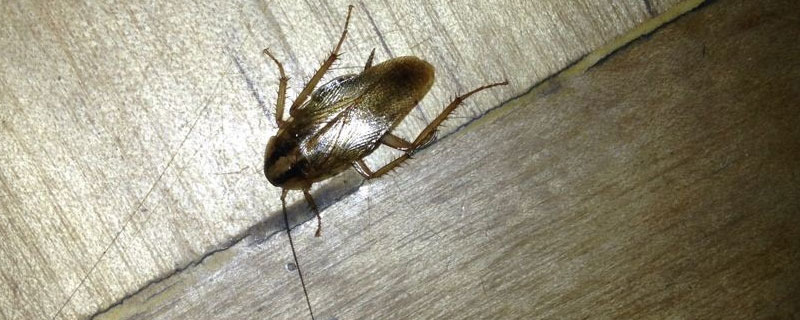 敌敌畏能杀蟑螂吗 敌敌畏能杀蟑螂吗几个小时通风