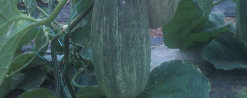 羊角蜜甜瓜种子怎么催芽?(羊角蜜甜瓜育种方法)