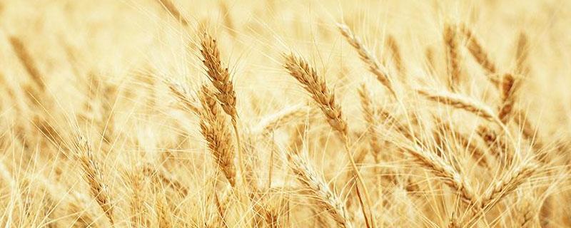 中国小麦主要进口国 中国小麦主要进口国2021年