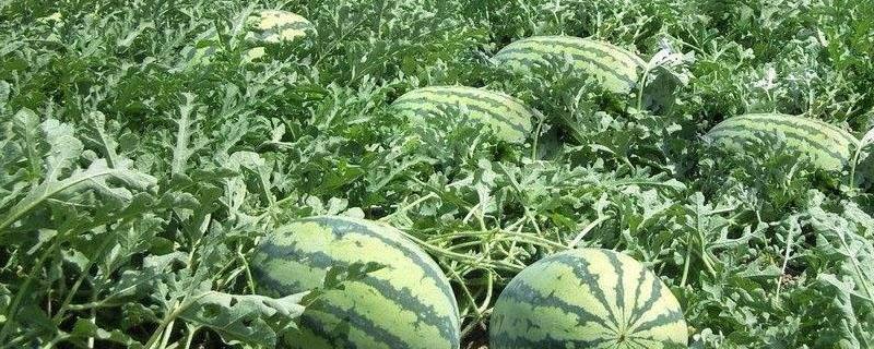 西瓜蔓裂口是什么原因（西瓜蔓裂口出水是什么病）
