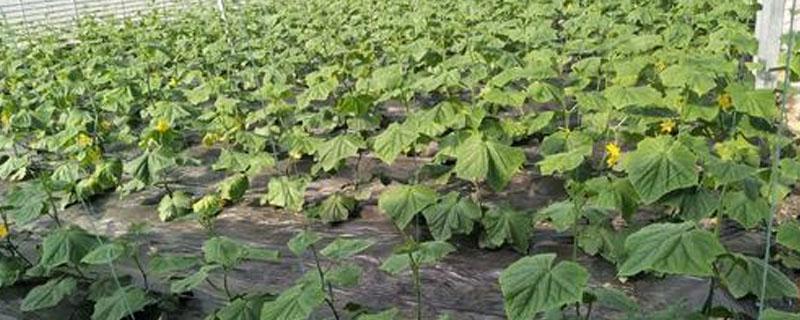 种植黄瓜怎样铺地膜(种植黄瓜怎样铺地膜才能有被)