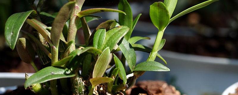 铁皮石斛为什么不能用土种植（铁皮石斛一定不能用土种吗）