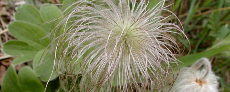 白头翁亩产多少斤 白头翁产量