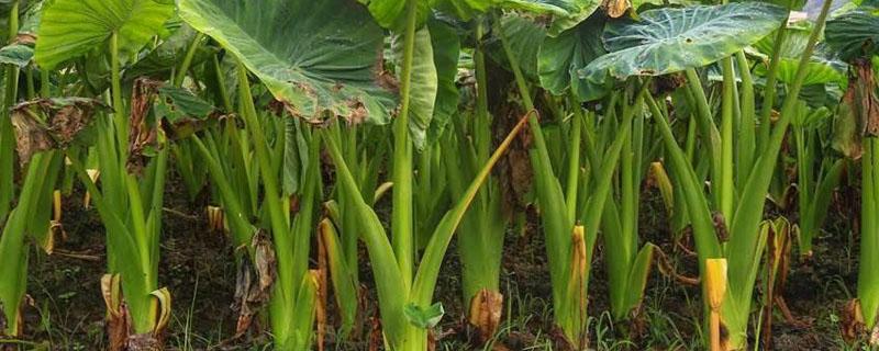 荔浦芋头在北方怎么种植（如何种植芋头广西荔浦芋头）