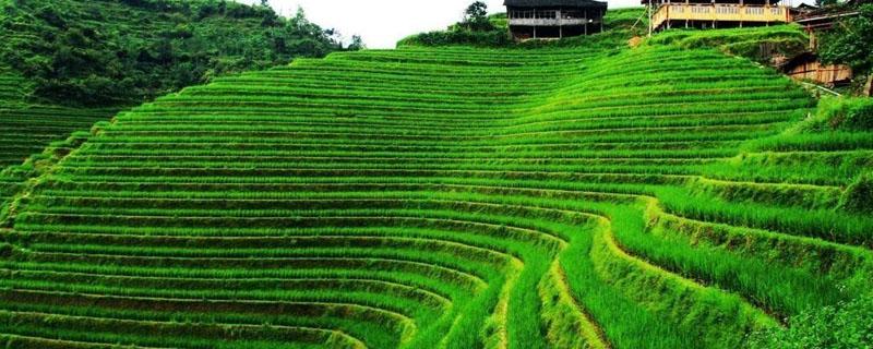 西北地区农业类型(西北地区农业类型以什么为主)