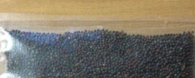 鸡毛菜种子需要浸种吗（种鸡毛菜种子要泡吗）