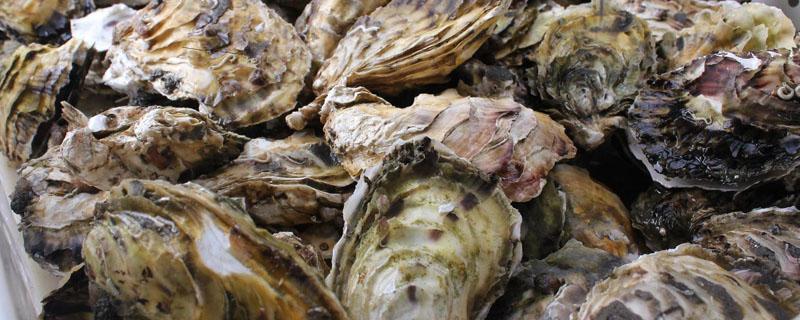 生蚝壳怎么做成花肥(生蚝壳养花)