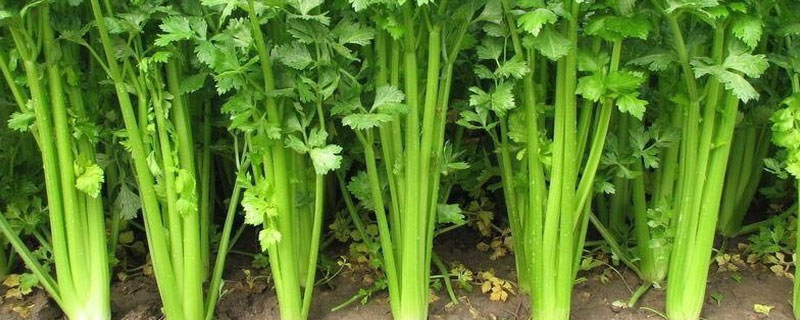 赤霉酸百分之3乳油使用说明 3%赤霉酸乳油的兑水用量