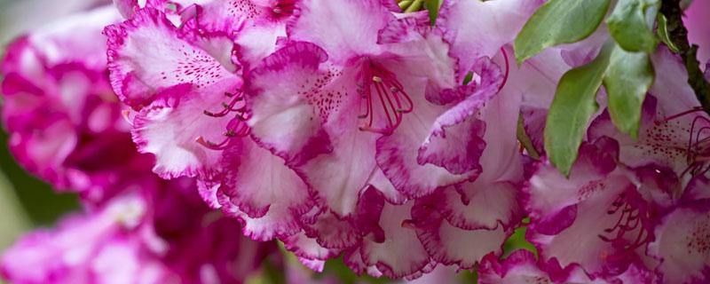 怎样给映山红施肥和施什么肥(映山红用什么肥料好)