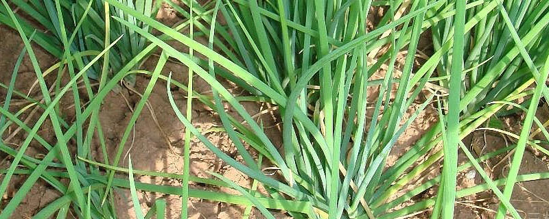 人尿怎么给小葱施肥（人尿怎么给小葱施肥视频）