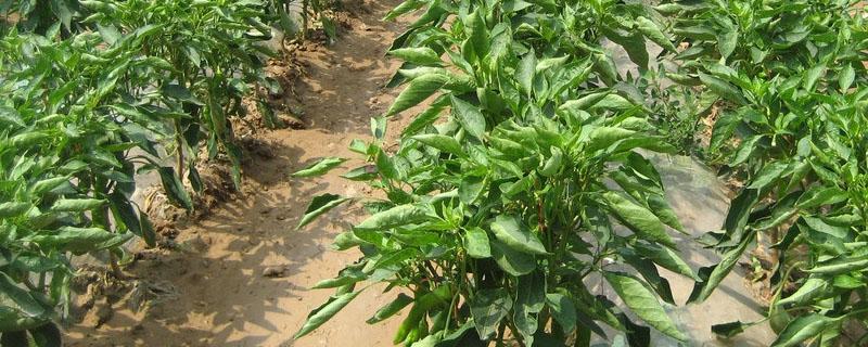 辣椒移栽株距和行距（栽辣椒的行距和株距）