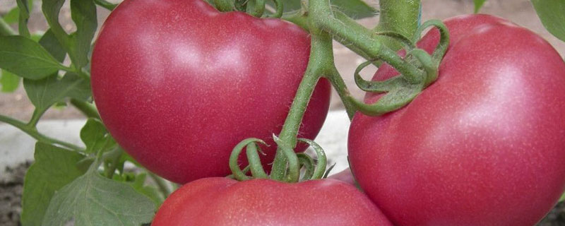 西红柿中午萎蔫怎么治 大棚西红柿中午萎蔫是怎么回事