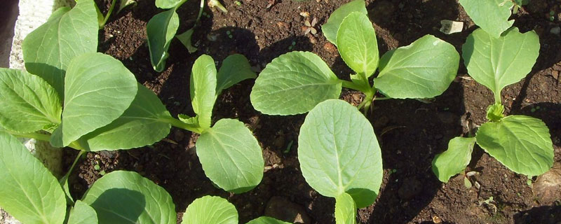 菜籽苗的功效和作用 菜籽幼苗的食用价值