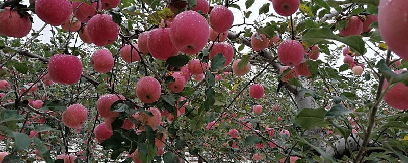 水溶肥在苹果上的效果（苹果花后用什么水溶肥）