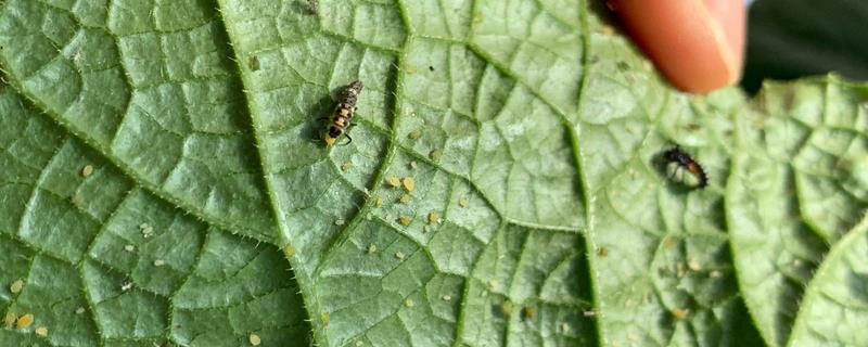 农作物红蜘蛛用什么药 红蜘蛛用什么生物农药最有效