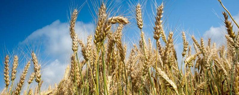 华北地区种植春小麦还是冬小麦（华北地区种植春小麦还是冬小麦好）