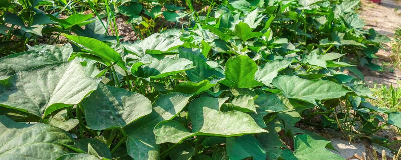 农作物补钙用什么药 作物补钙用什么好