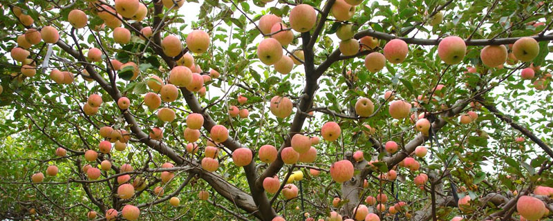 果树尿素使用方法 果树怎么施尿素