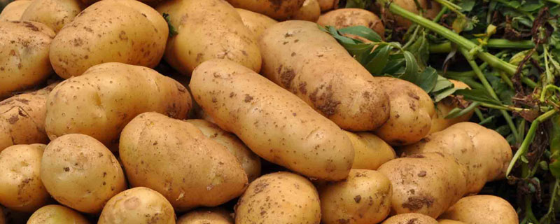 马铃薯类植物还有什么 马铃薯红薯属于什么植物
