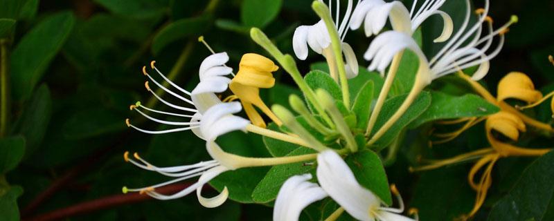 金银花长什么样子（野生金银花长什么样子）