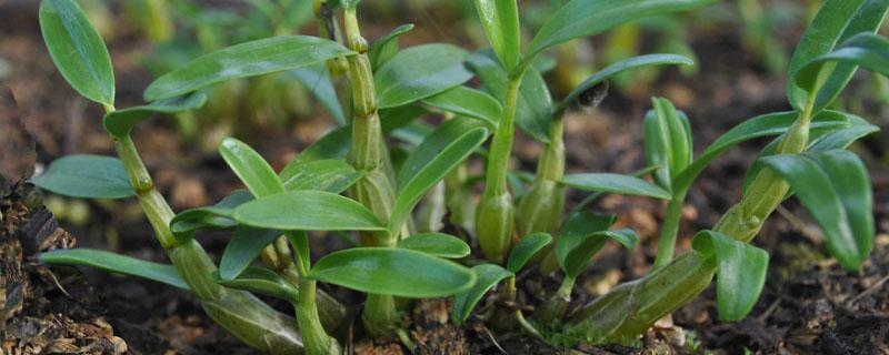 石斛用什么土种植比较好 石斛种植用什么样土质