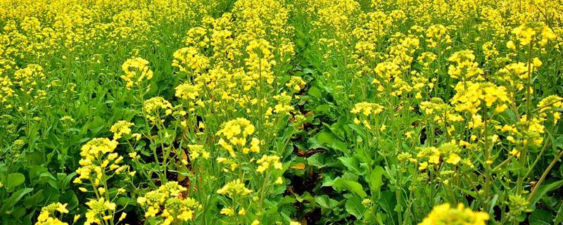 油菜菌核病症状（油菜菌核病症状、发生规律及防治方法）