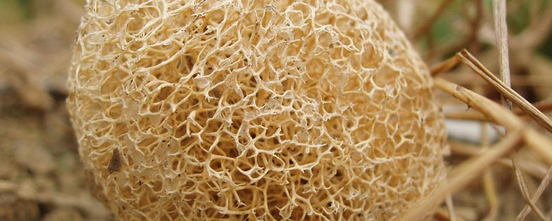 丝瓜络是什么样子（丝瓜络是什么样子的优势）