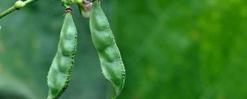 扁豆从种植到发芽需要多久 扁豆几天发芽