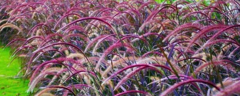 狼尾草有紫红色的吗 紫穗狼尾草