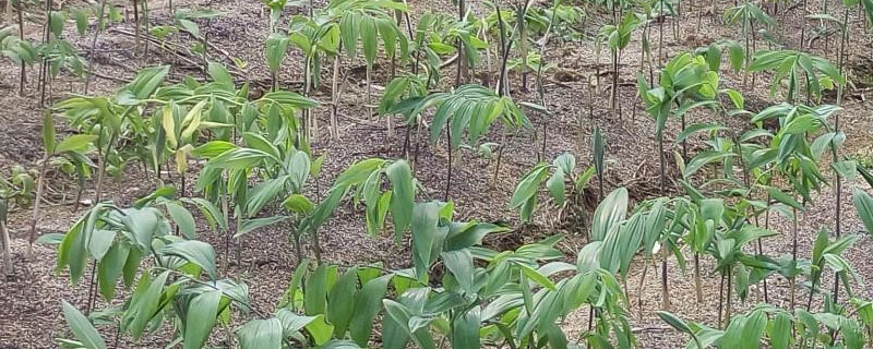 黄精地用什么除草剂 黄精地用什么除草剂最好