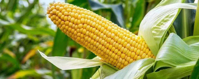 科泰58玉米种特征特性 科泰58玉米种子成熟期