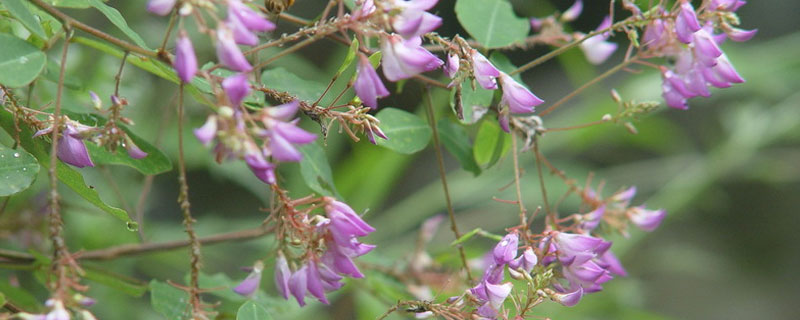 牧草开花吗（牧草可以种植吗）