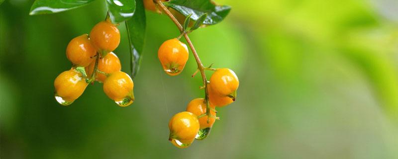 华西秋雨对农业生产的影响 华西秋雨对农业生产的有利影响