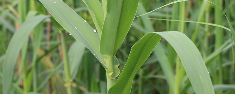 绿洲一号牧草与巨菌草区别 巨菌草绿洲一号牧春种苗国家属性