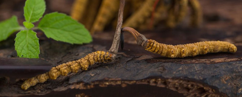 冬虫夏草断草与整草有什么区别（三类人不能吃冬虫夏草）