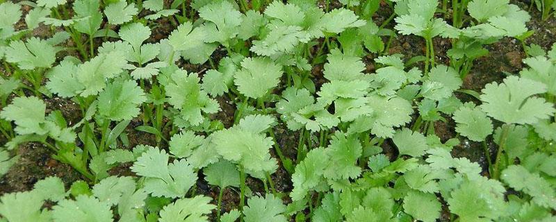 香菜苗什么时候施肥合适 香菜种植什么时候施肥